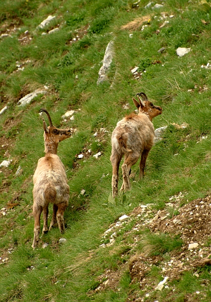 Camoscio d''Abruzzo Rupicapra pyrenaica ornata